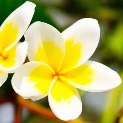 Fondant perfumado FLOR DE TIARE - Piedra de cera natural hecha a mano 100% cera de soja - Séréniy Bougie